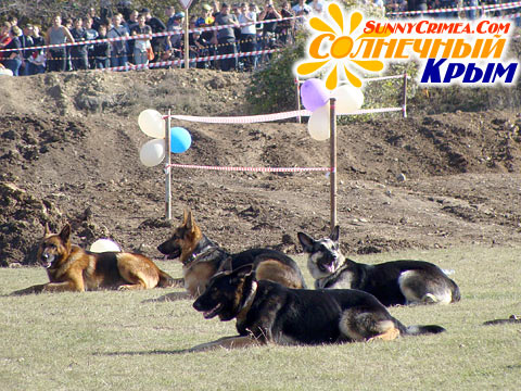 Выступление служебных собак