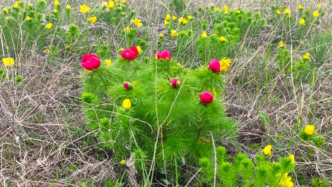 Дикие краснокнижные пионы весной в окрестностях плато