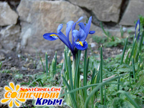 Первые весенние цветы в Новом Свете