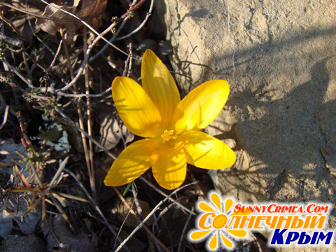 Первые весенние цветы в Новом Свете