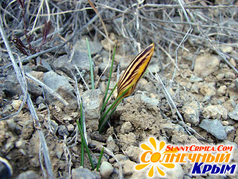 Первые весенние цветы в Новом Свете