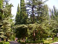Парк на территории санатория "Алуштинский"