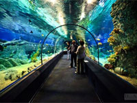 Океанариум "Sochi Discovery World Aquarium"