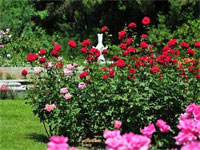 Розы в Массандровском дворце